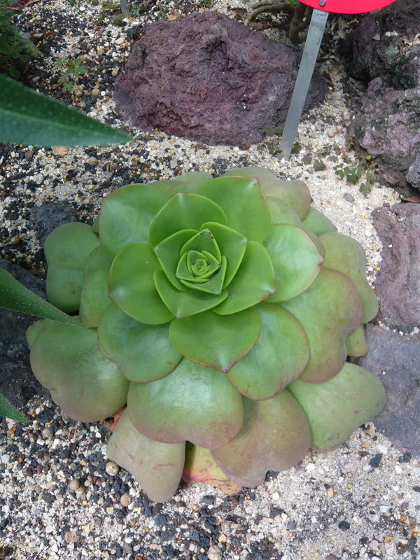 P1050200.jpg