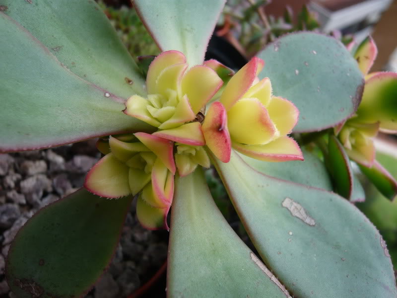 P1050217.jpg