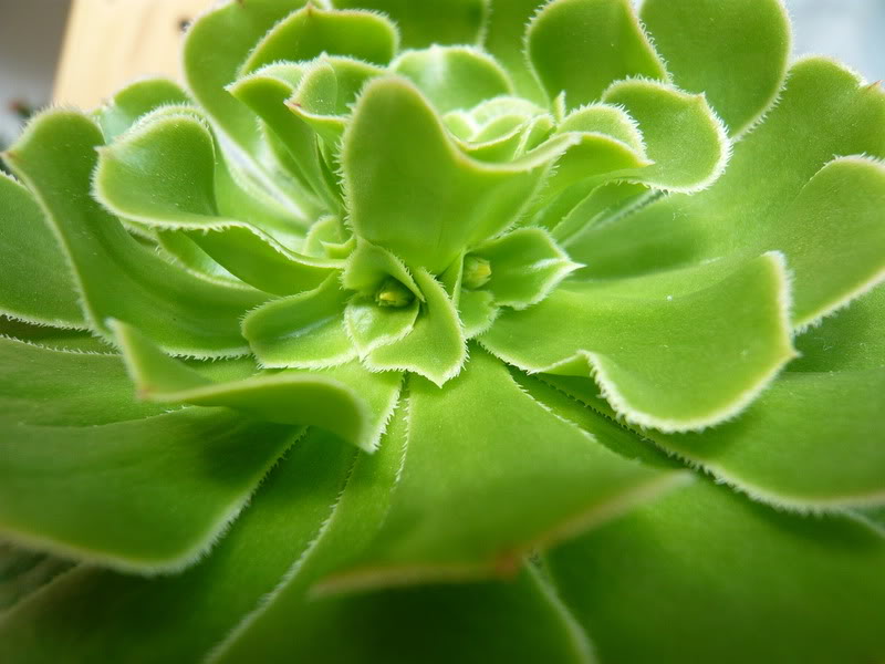 P1050228.jpg