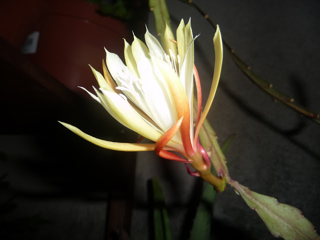 P1050237.JPG