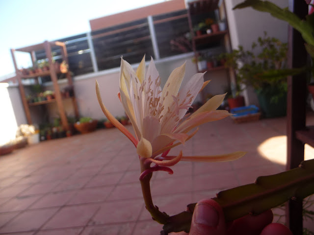 P1050244.JPG