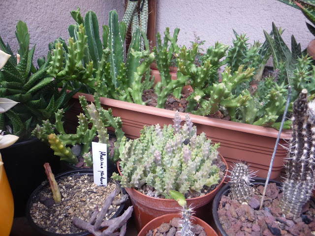 P1050264.JPG