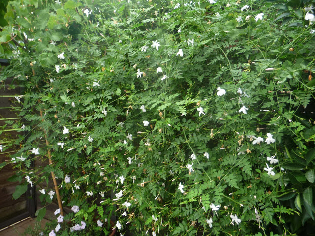 P1050270.JPG