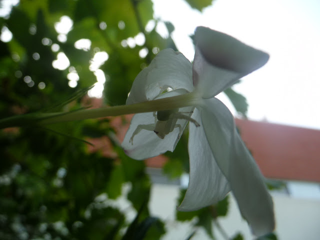 P1050281.JPG