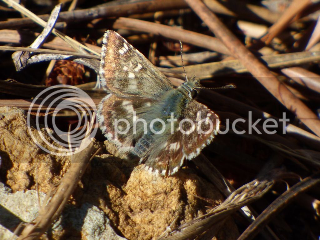 P1050302_zps6exn4wye.jpg