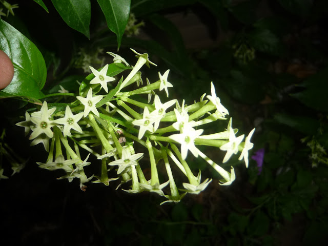 P1050310.JPG