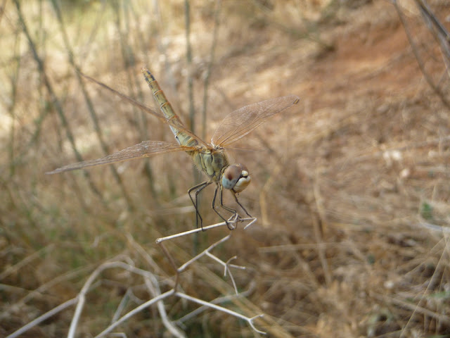 P1050316.JPG