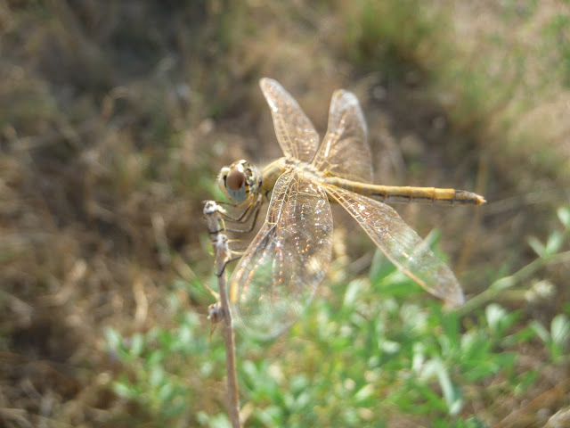 P1050320.JPG