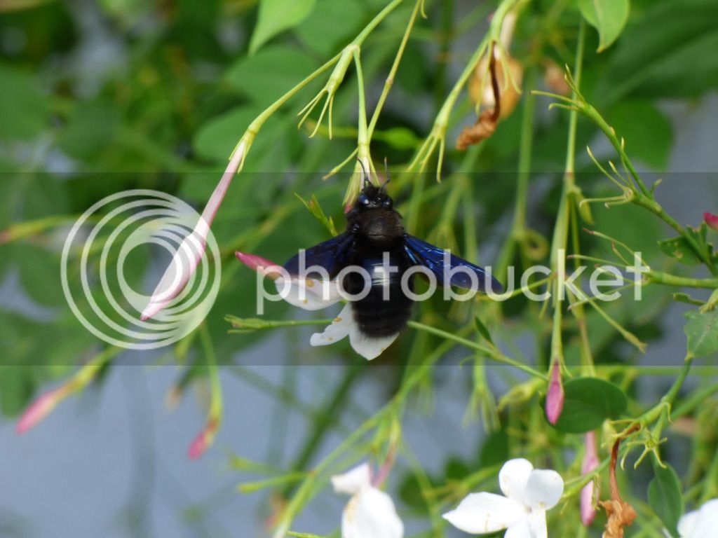 P1050333_zps2ukgnhbp.jpg