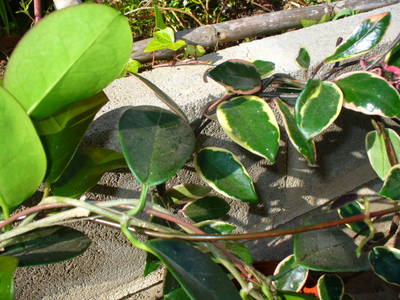 P1050336.JPG