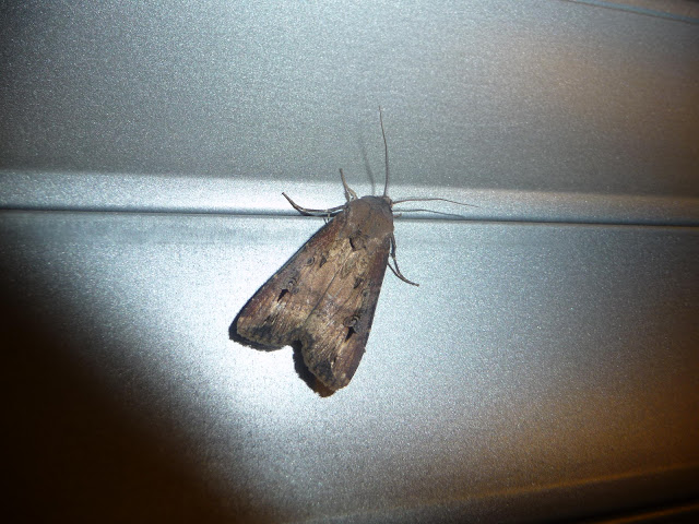P1050343.JPG