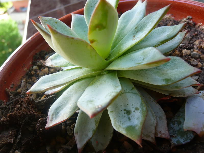 P1050354.jpg