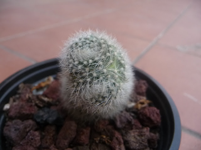 P1050374.JPG