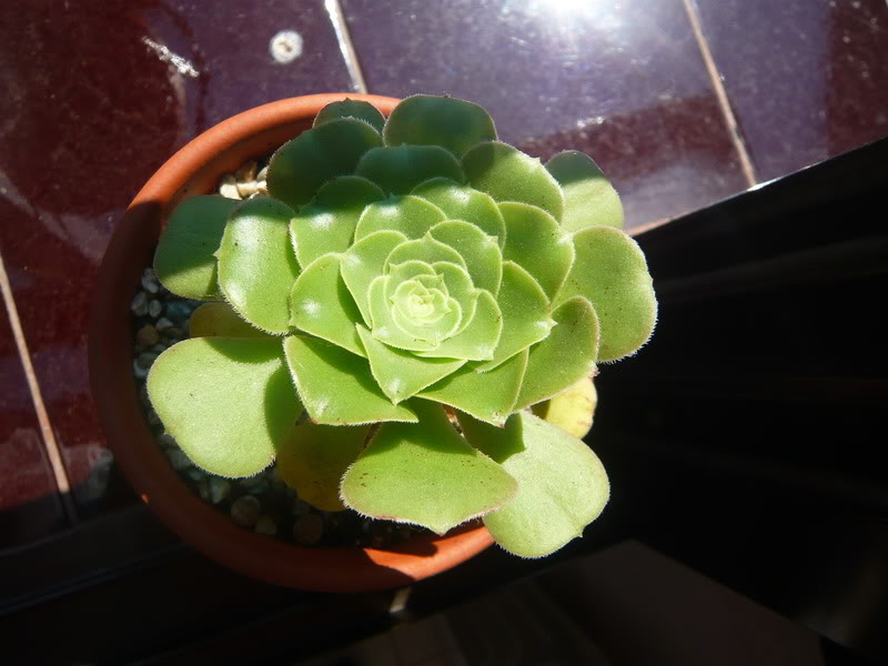 P1050379.jpg