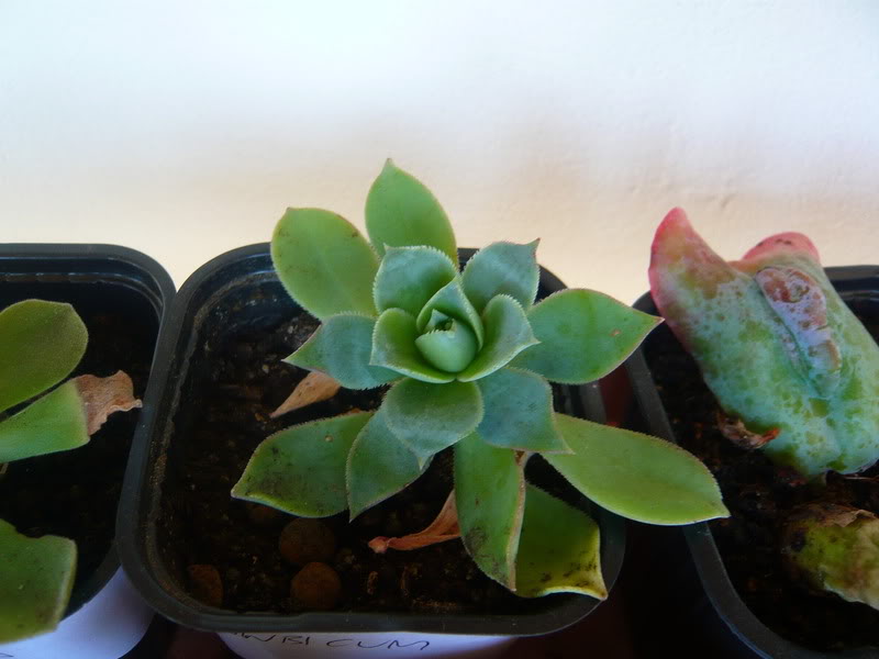 P1050383.jpg