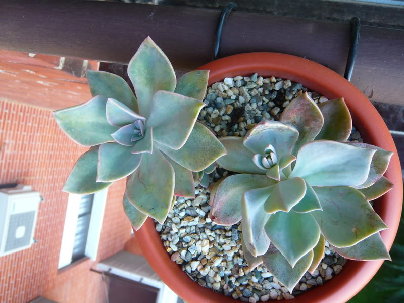 P1050418.jpg