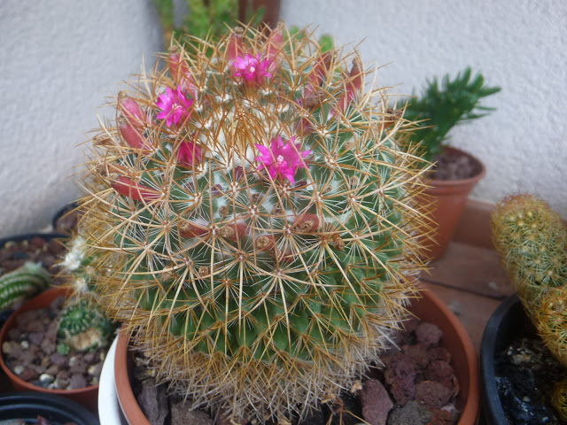 P1050420.JPG