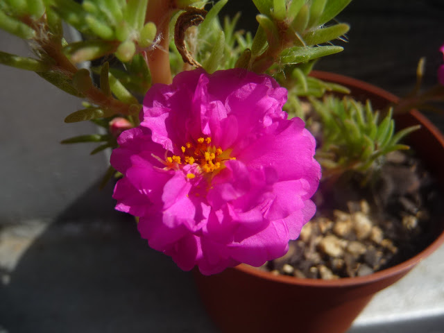 P1050432.JPG