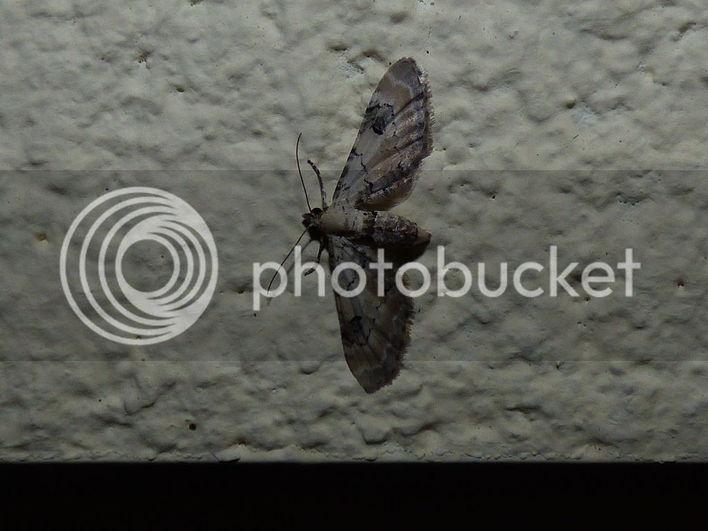 P1050433_zpsp3bz4ceq.jpg