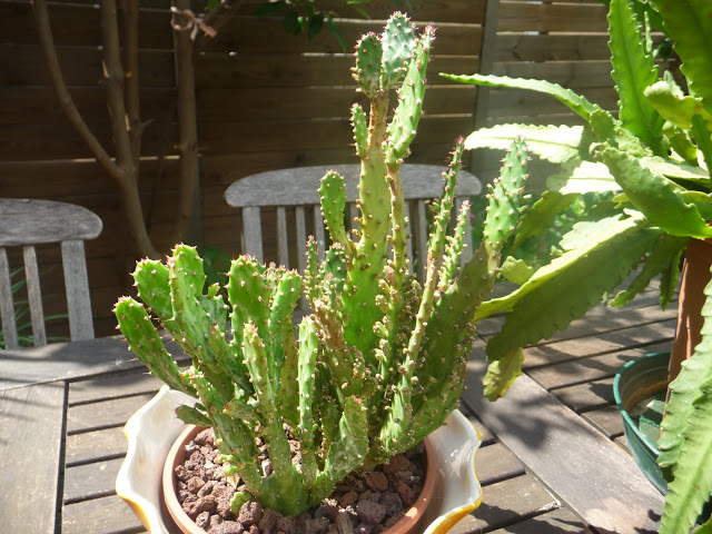 P1050436.JPG