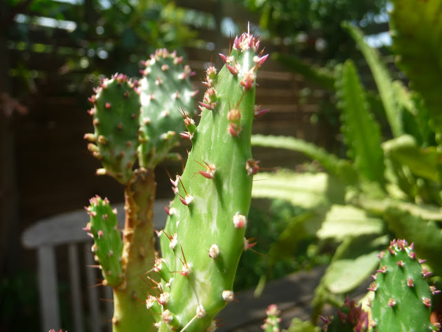 P1050437.JPG