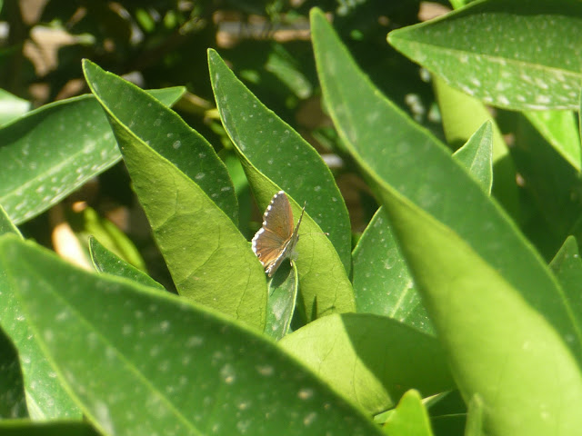 P1050439.JPG