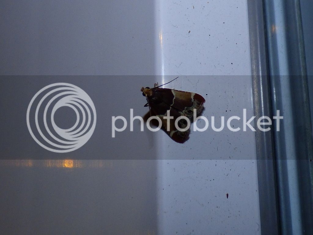 P1050469_zpsjqcas60x.jpg