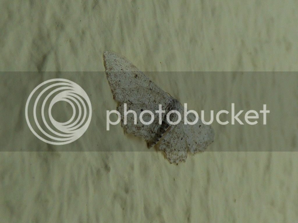 P1050472_zpsb5ku0ltt.jpg