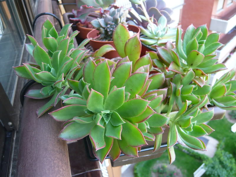 P1050484.jpg