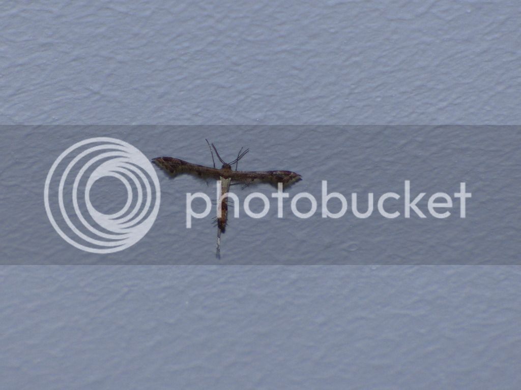 P1050486_zpset1hxc9n.jpg