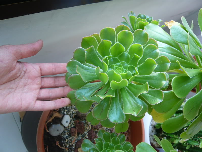 P1050491.jpg