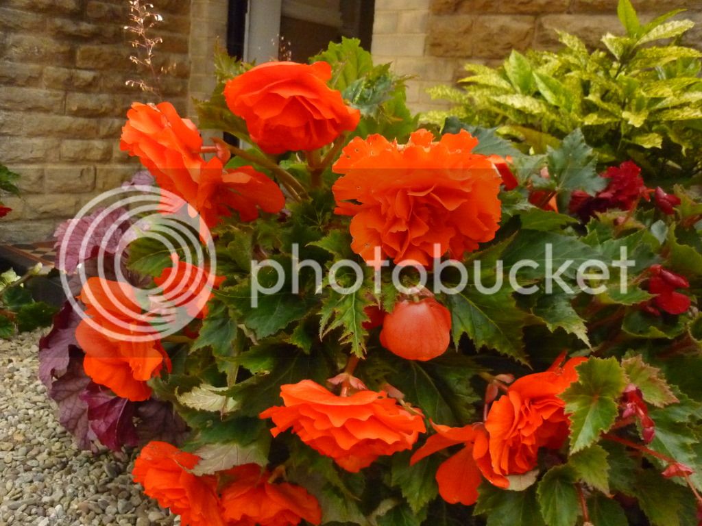 P1050514_zps69dvq18k.jpg
