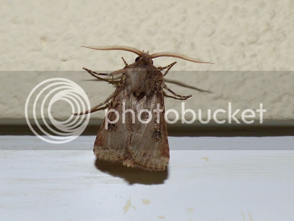 P1050599_zpsamzxbuza.jpg