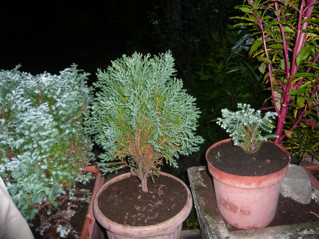 P1050640.jpg