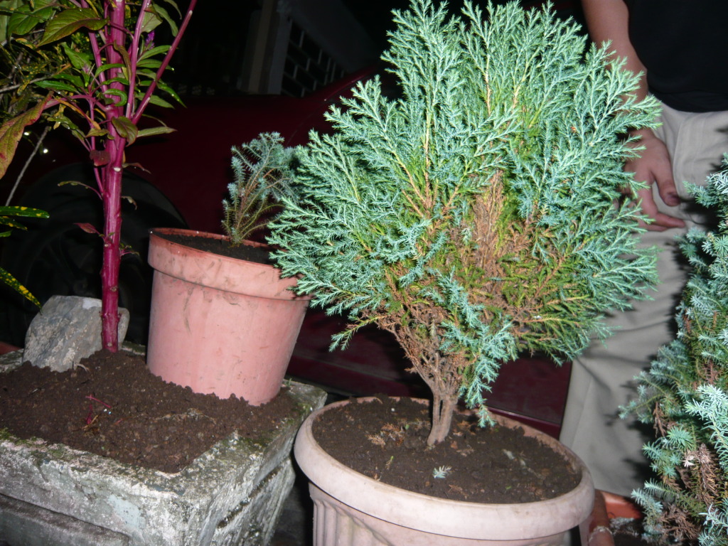P1050642.jpg