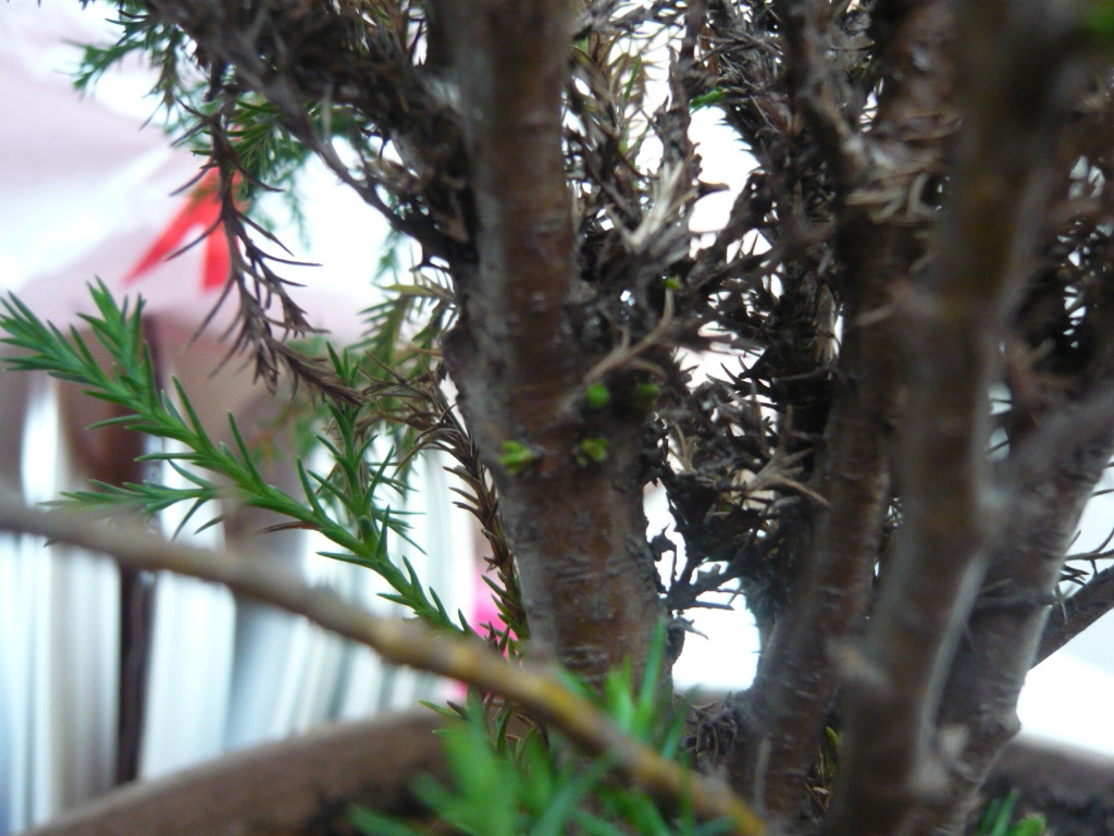 P1050647.jpg