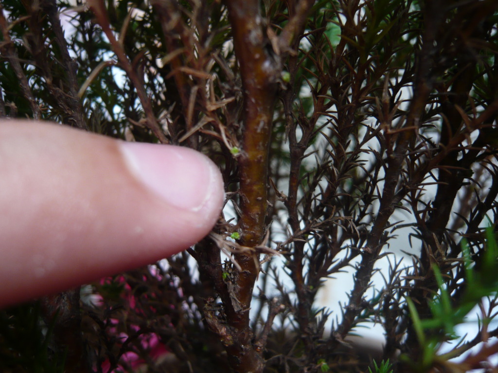 P1050648.jpg
