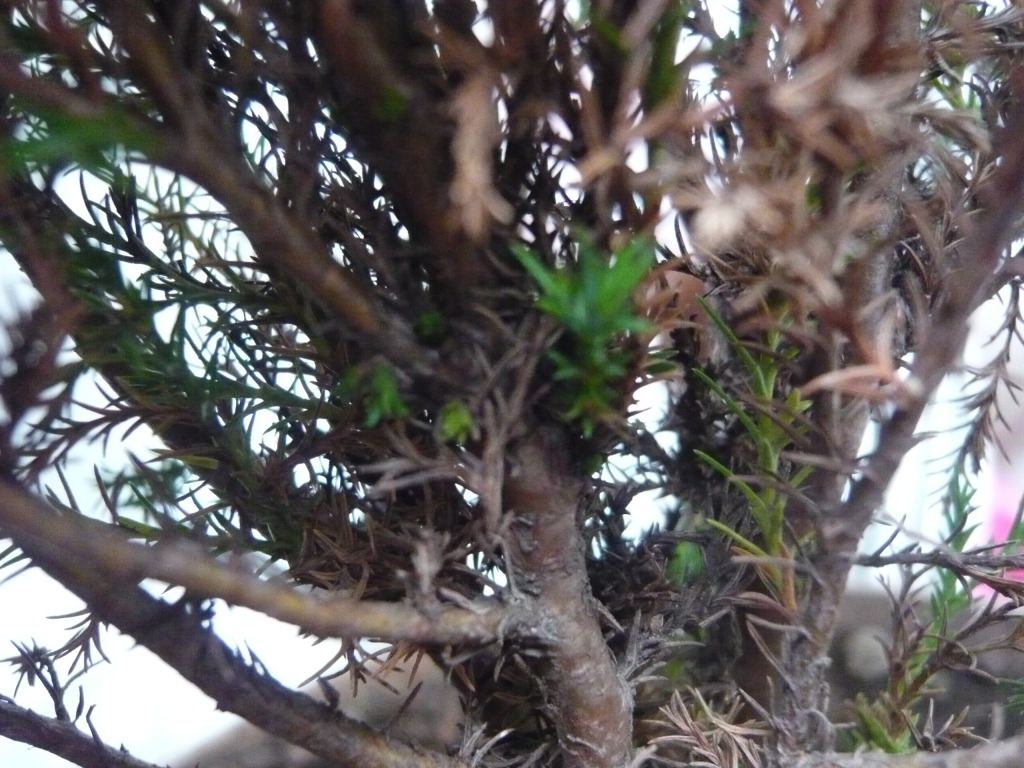P1050650.jpg