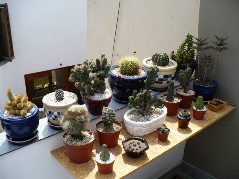 P1050734.JPG