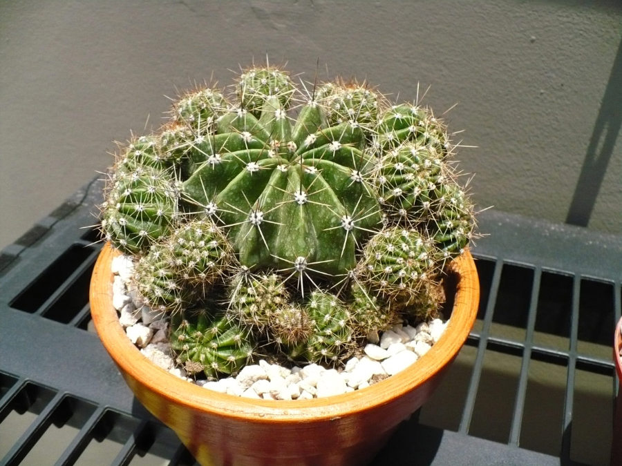 P1050743.JPG