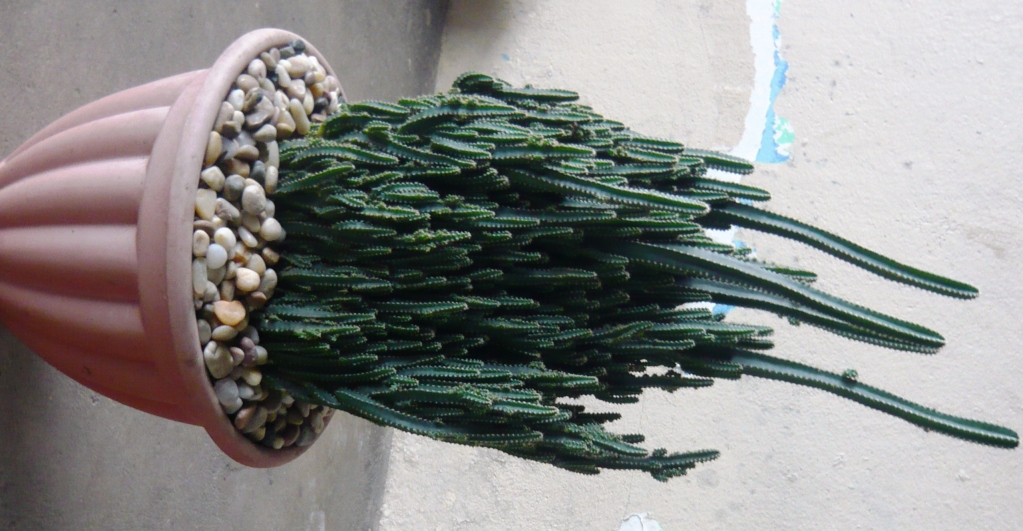 P1050758.jpg