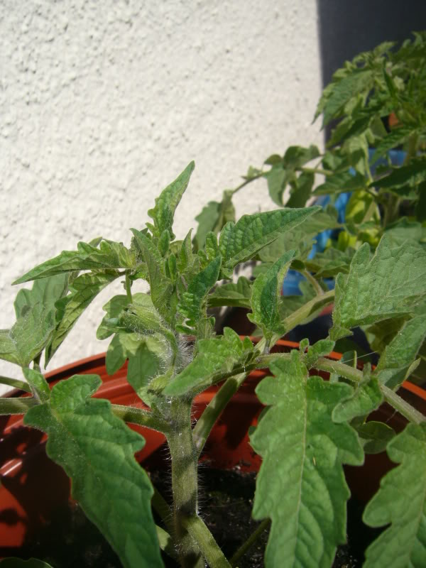 P1060032.jpg