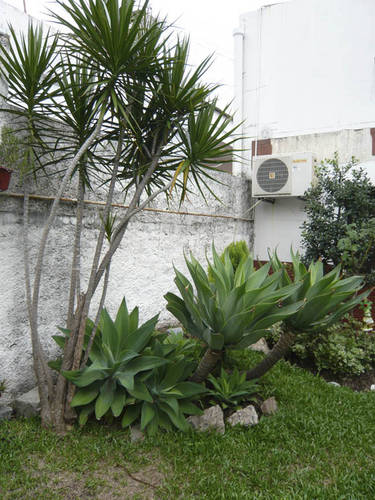 P1060411agave_y_marginatass.jpg