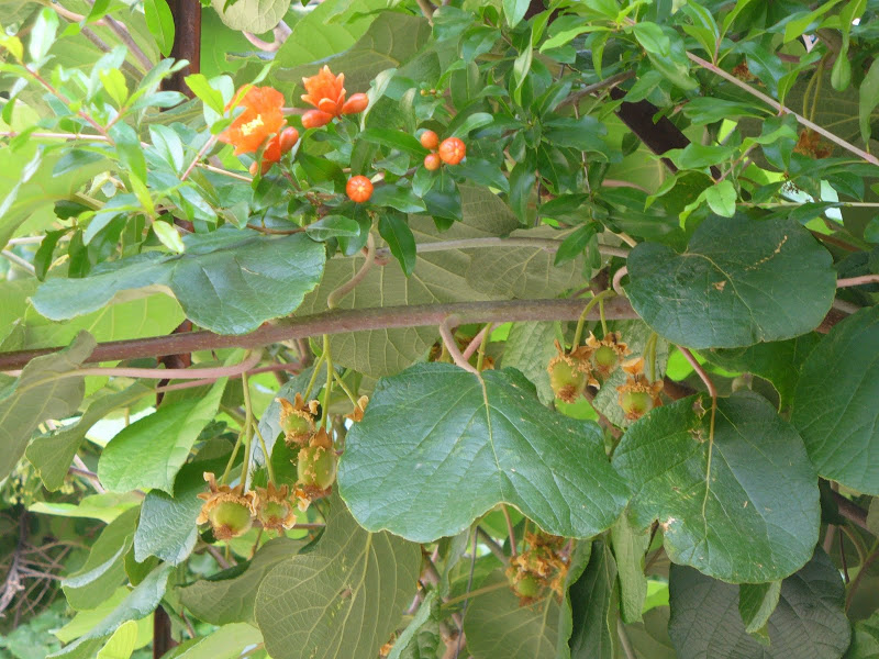 P1060754.JPG
