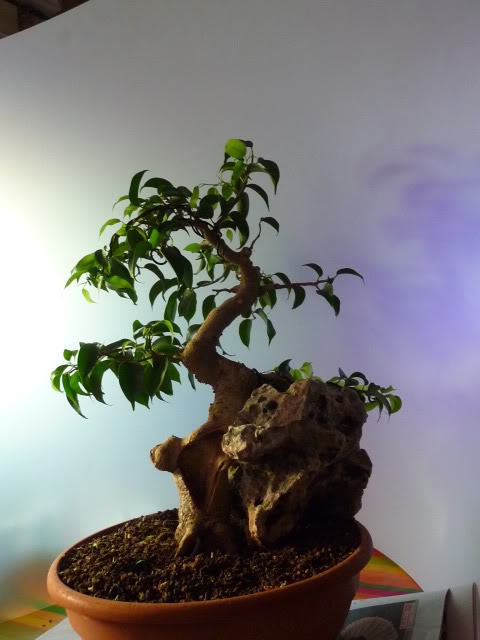P1060822.jpg