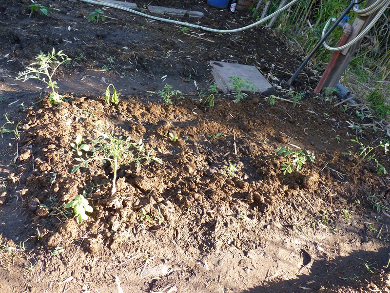 P1060854.JPG