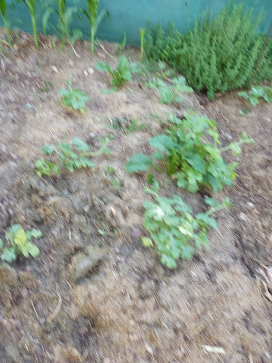 P1070404.JPG