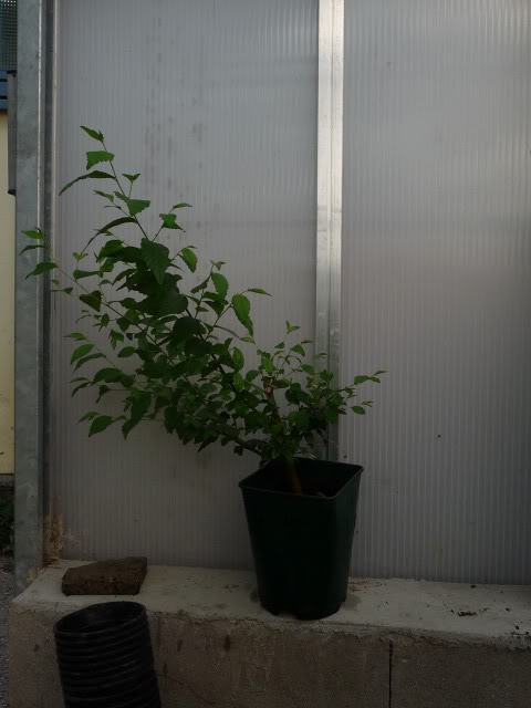 P1070437-1.jpg