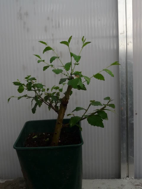 P1070438-1.jpg