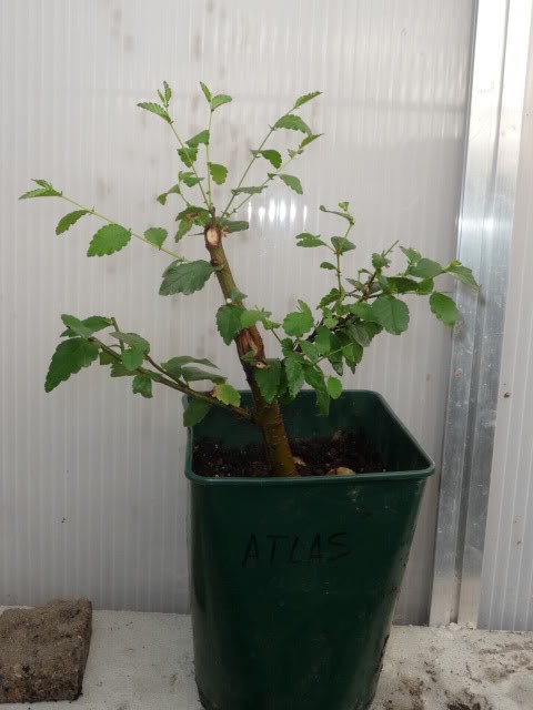 P1070440-1.jpg